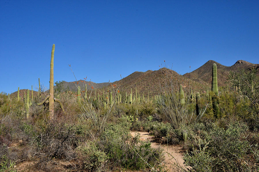 Saguaro National Forest Photograph by Diane Lent