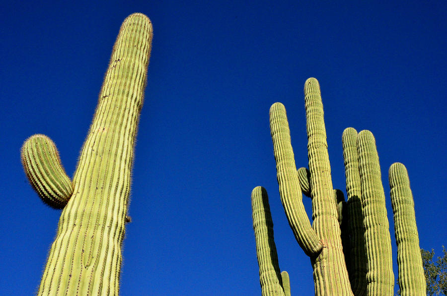 Saguaro National Forest Tucson AZ Photograph by Diane Lent