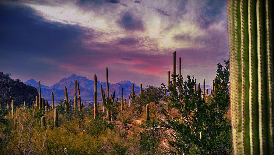 Saguaro National Forest - Tucson Photograph by Kathy Jamieson
