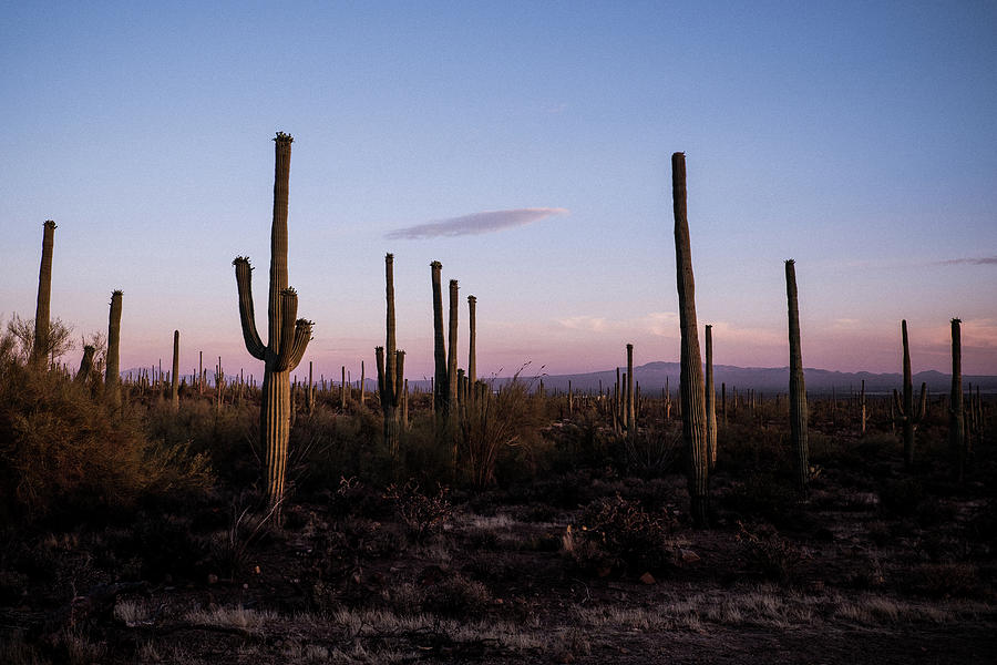 Saguaro National Park - Arizona Photograph by By Mrdurian / Tin Nguyen