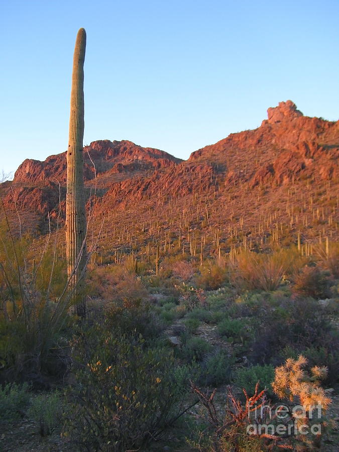 Saguaro National Park at Sunset Photograph by Ruth Jolly