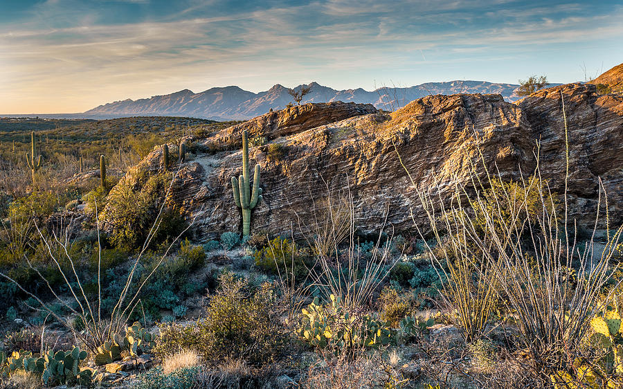 Saguaro National Park Photograph by Don Hauerken