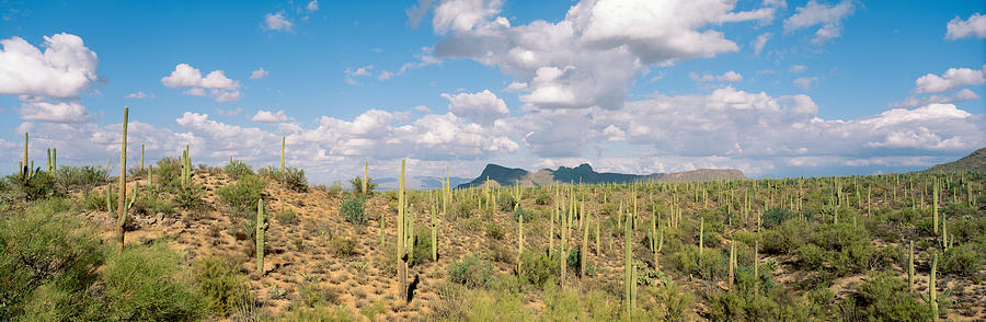 Tucson Photograph - Saguaro National Park Tucson Az Usa by Panoramic Images