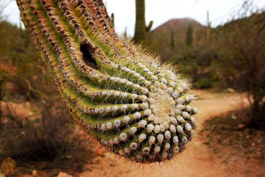 Saguaro No.2 Photograph by Daniel Woodrum