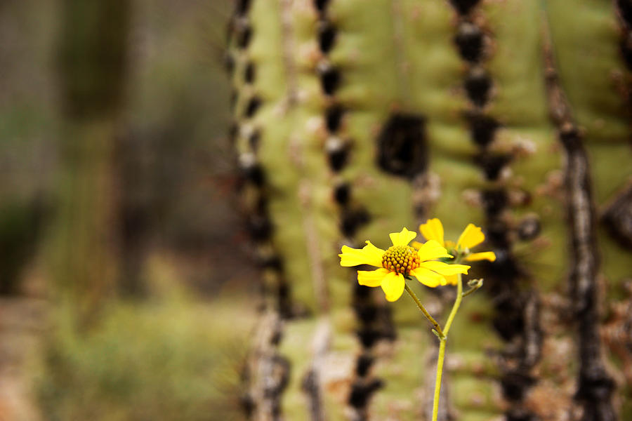 Saguaro No.3 Photograph by Daniel Woodrum