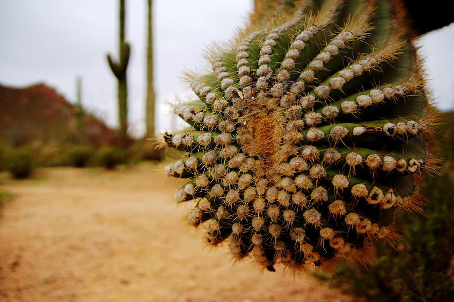 Saguaro No.4 Photograph by Daniel Woodrum