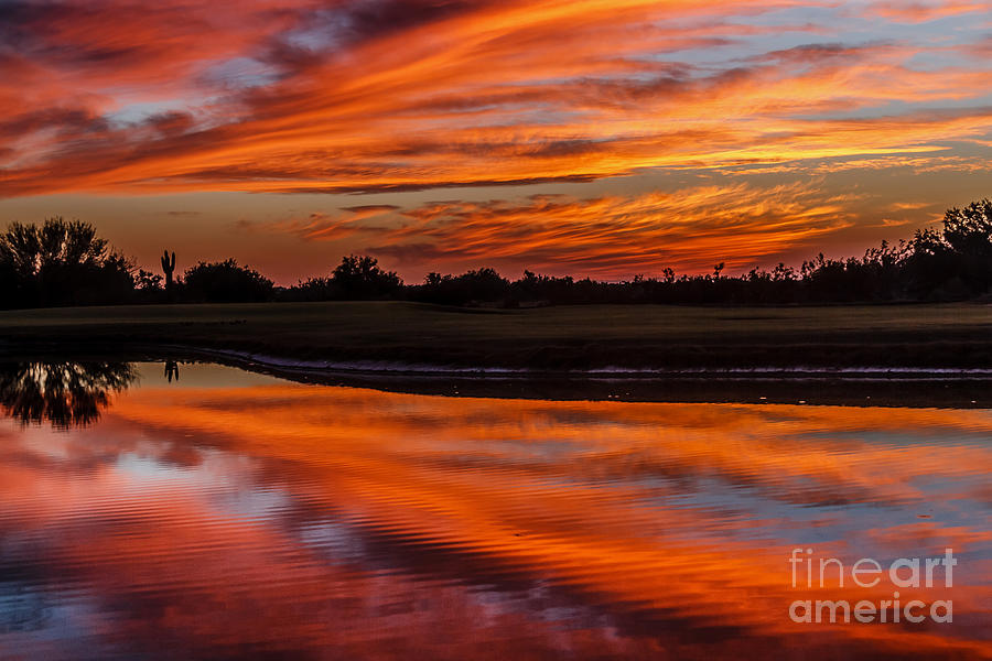 Sunset Photograph - Saguaro Reflection by Robert Bales