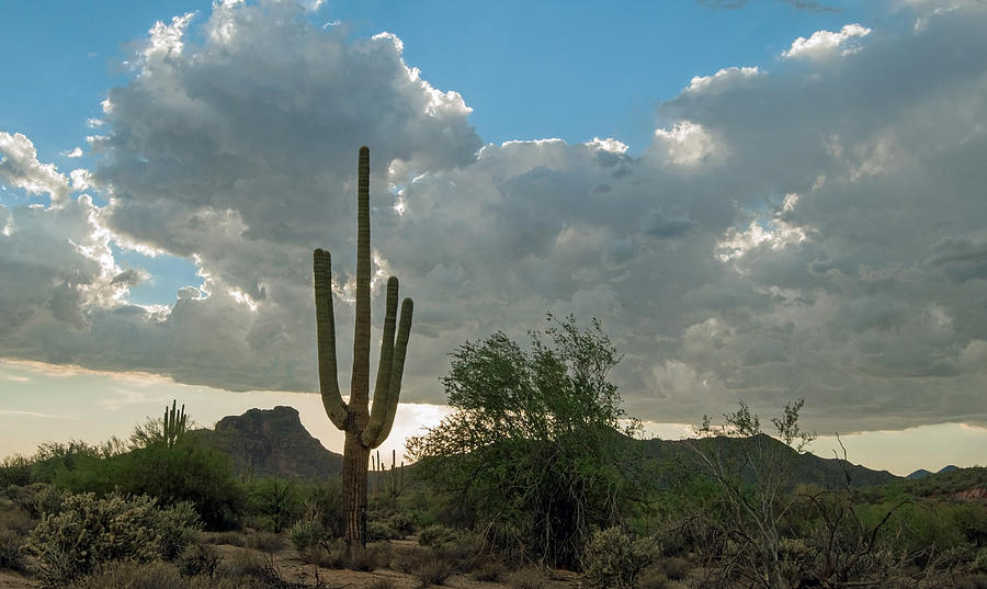 Saguaro Rising Photograph by Tam Ryan