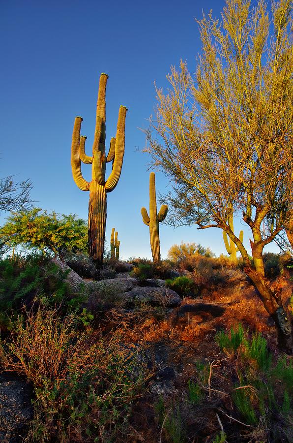 Scottsdale Photograph - Saguaro  by Scott McGuire