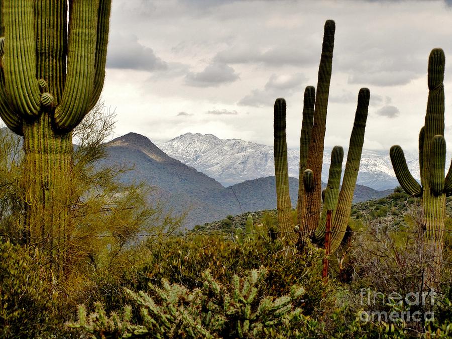Saguaro Sentinels Photograph by Marilyn Smith