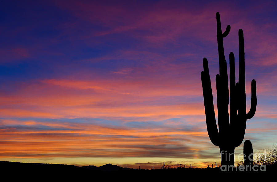 Saguaro Silhouette Photograph by John Shaw