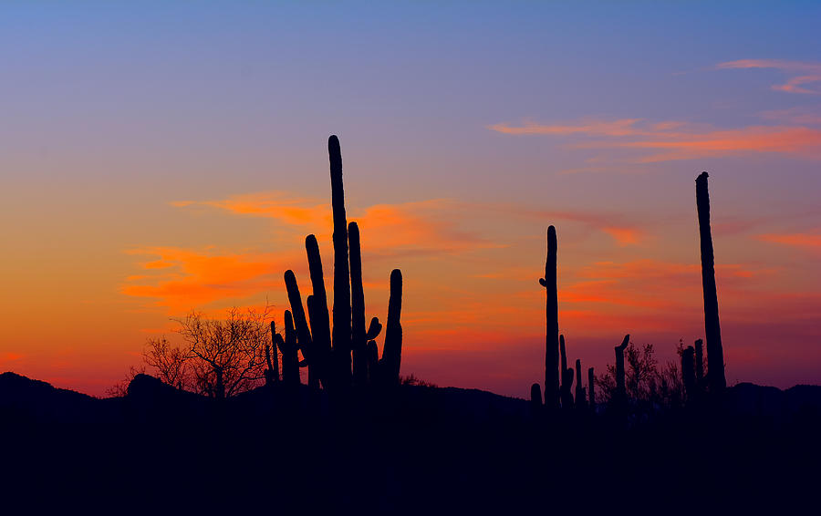 Saguaro Silhouette Photograph by Michael Fox