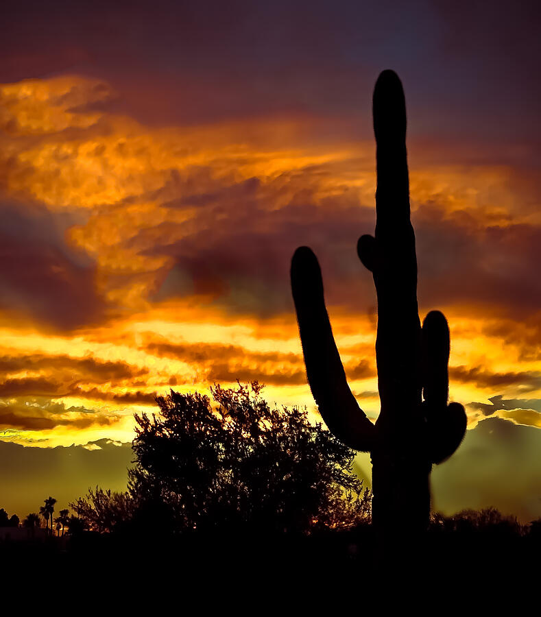 Sunset Photograph - Saguaro Silhouette  by Robert Bales