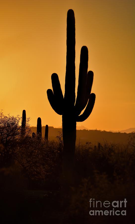 Saguaro Silhouette Sunset Photograph by Henry Kowalski