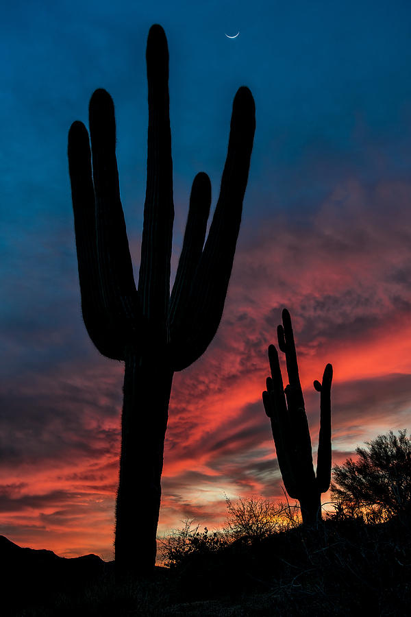 Arizona Photograph - Saguaro Silhouettes by Guy Schmickle
