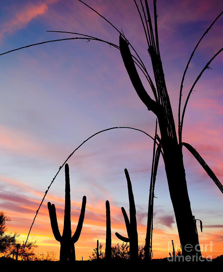 Saguaro Silhouettes Photograph by John Shaw