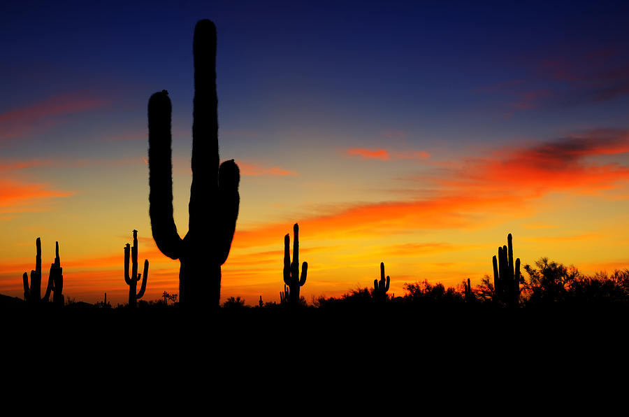 Sunset Photograph - Saguaro Silhoutte by Saija Lehtonen