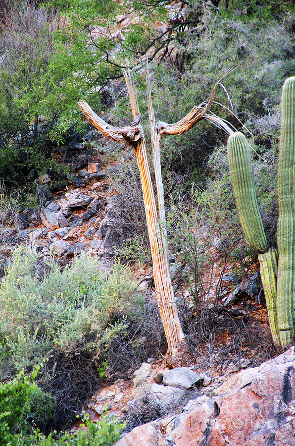 Saguaro Skeleton Photograph by Jemmy Archer