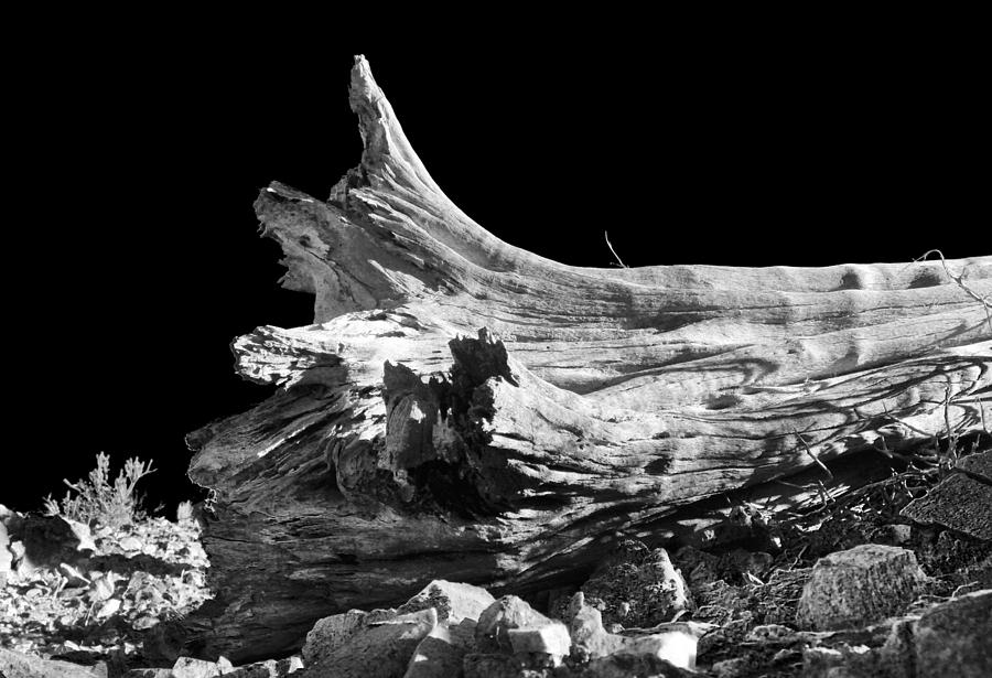Saguaro Skeleton Photograph by Jim Painter
