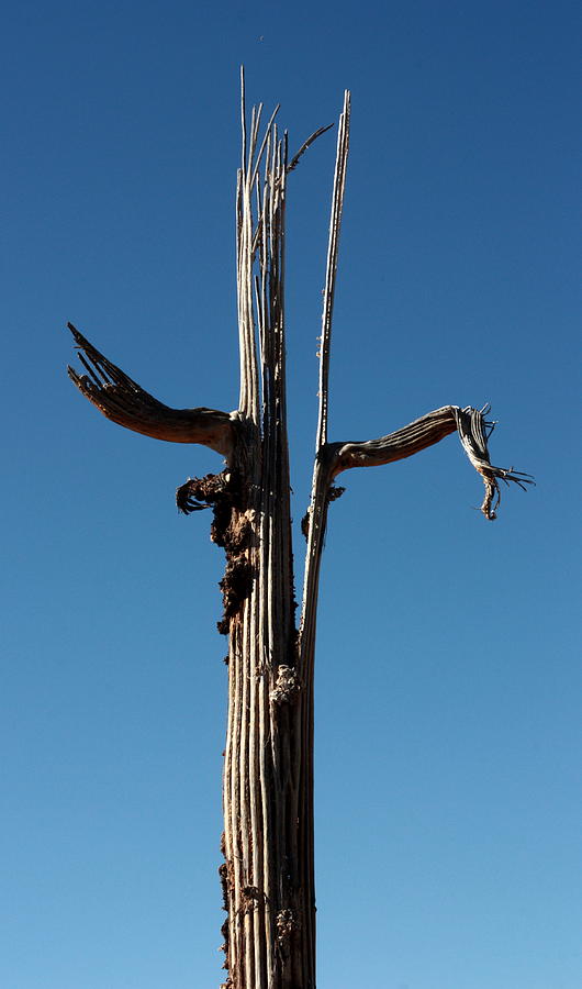 Saguaro Skeleton Photograph