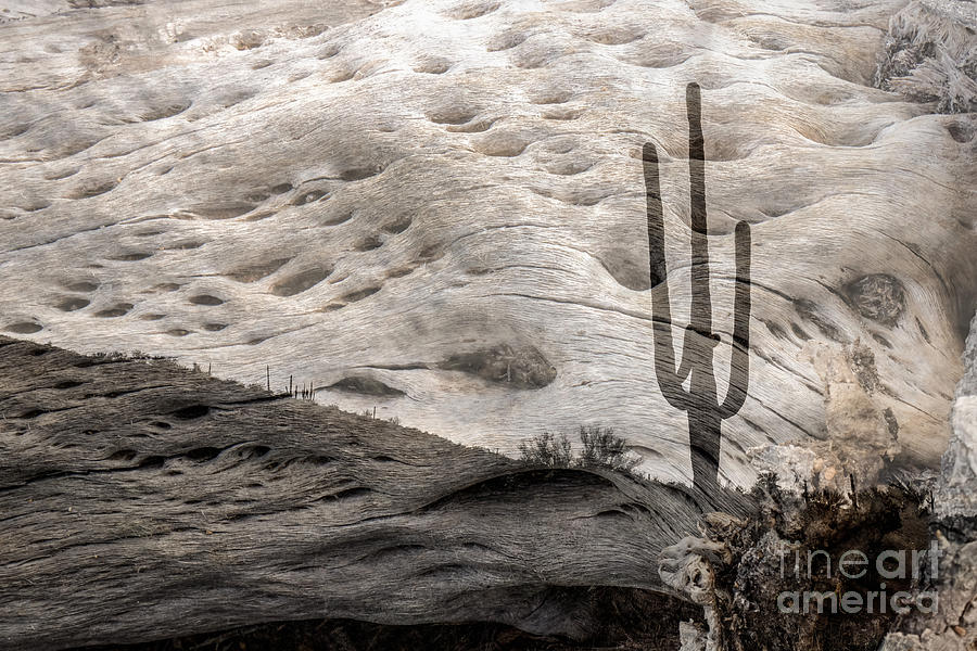 Saguaro Skeleton Photograph by Marianne Jensen