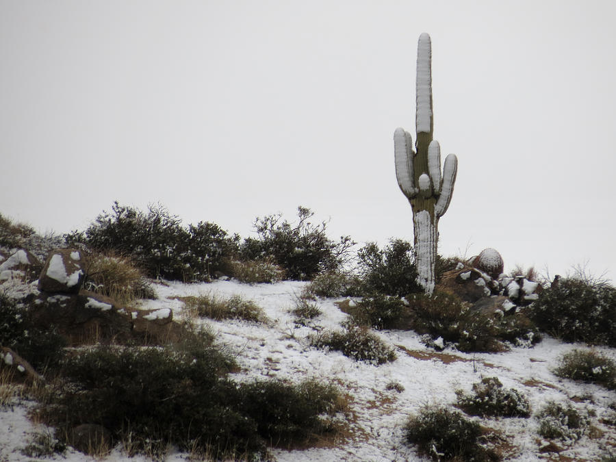 Saguaro Snow Photograph