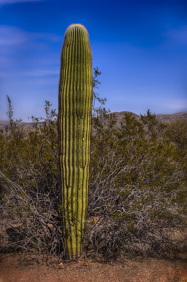 Saguaro Solo No.1 Photograph