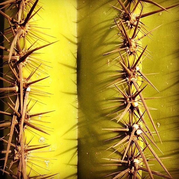 Nature Photograph - Saguaro Spines by Ryan Hoffman
