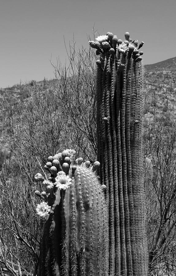 Saguaro Springtime Photograph