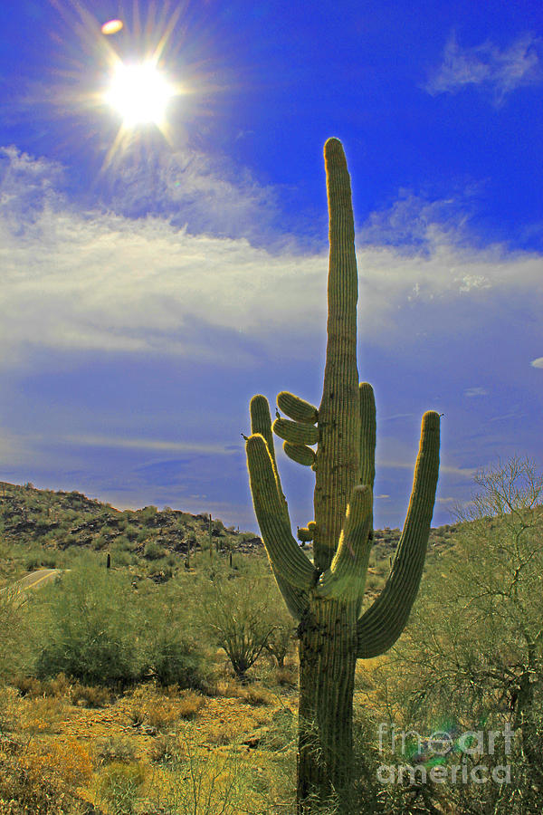 Saguaro Sun Photograph by Jeff Sommerfield - Pixels