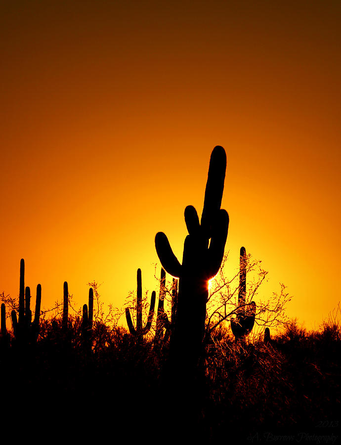 Saguaro Sunset Photograph by Aaron Burrows