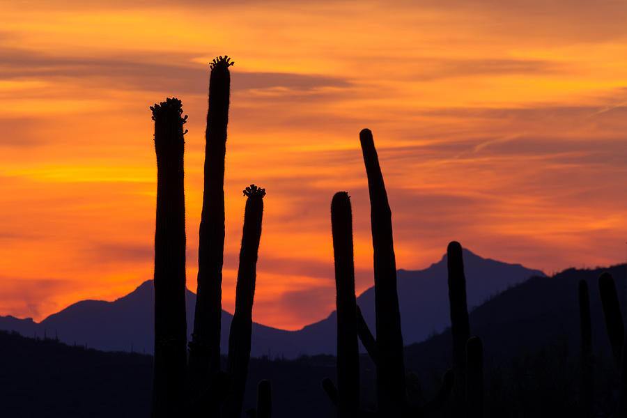 Saguaro Sunset Photograph by Bryan Bzdula