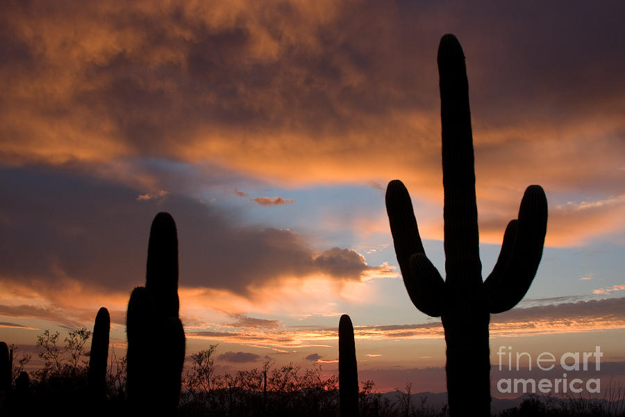 Saguaro Sunset Photograph by Chris Scroggins