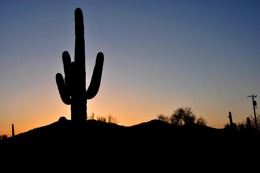 Saguaro Sunset Photograph by Diane Lent