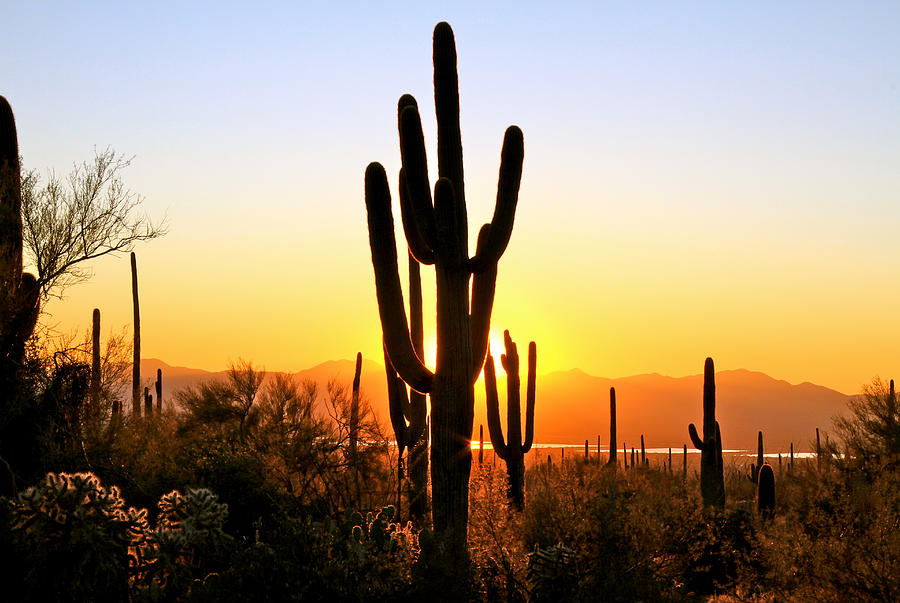 Saguaro Sunset Photograph by Ed Riche