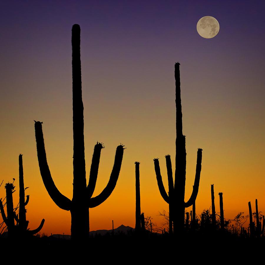 Saguaro Sunset Photograph by Fred Hahn