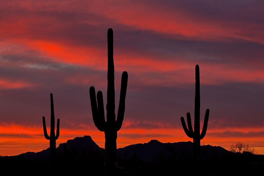 Phoenix Photograph - Saguaro Sunset by Guy Schmickle
