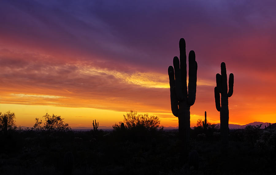 Sunset Photograph - Saguaro Sunset II  by Saija Lehtonen