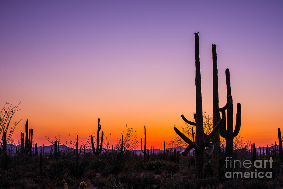 Saguaro Sunset Photograph by Bee Creek Photography - Tod and Cynthia