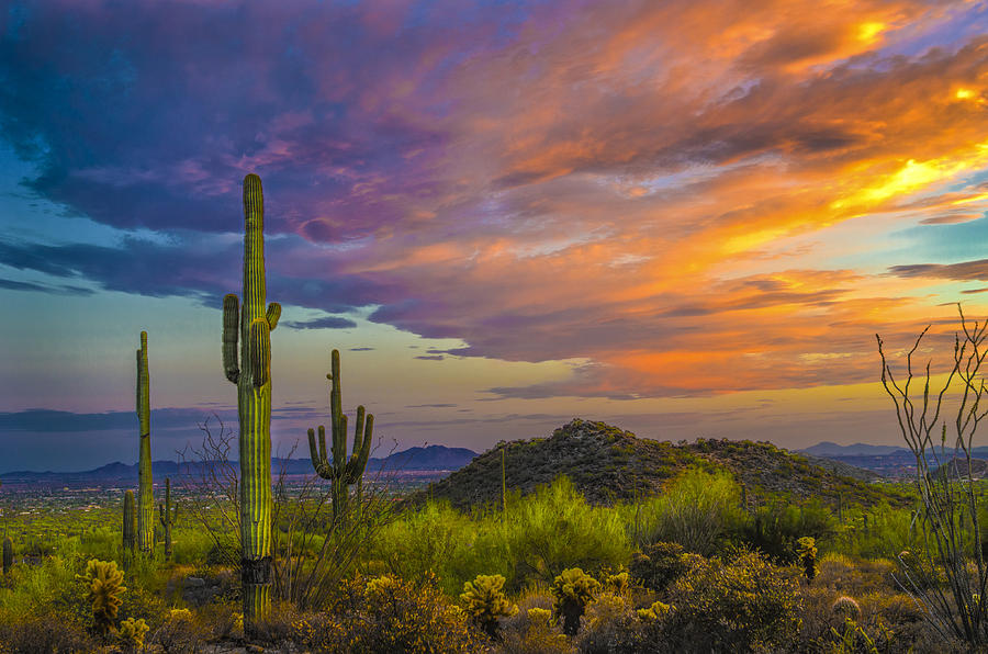 Saguaro Sunset Photograph by William Lax - Fine Art America