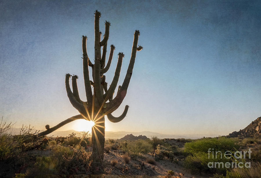 Saguaro Sunstar Photograph by Marianne Jensen