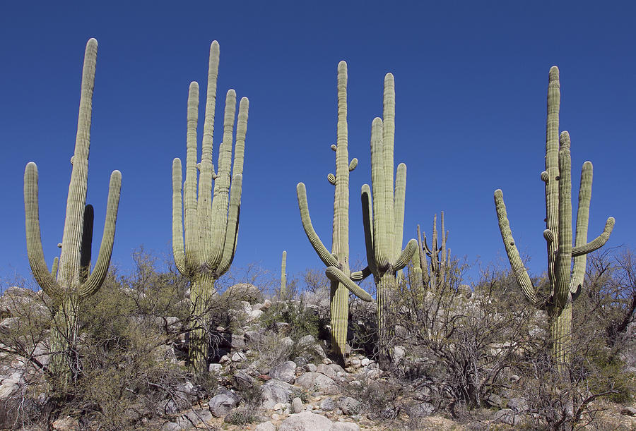 Saguaro Territory Photograph by Elvira Butler