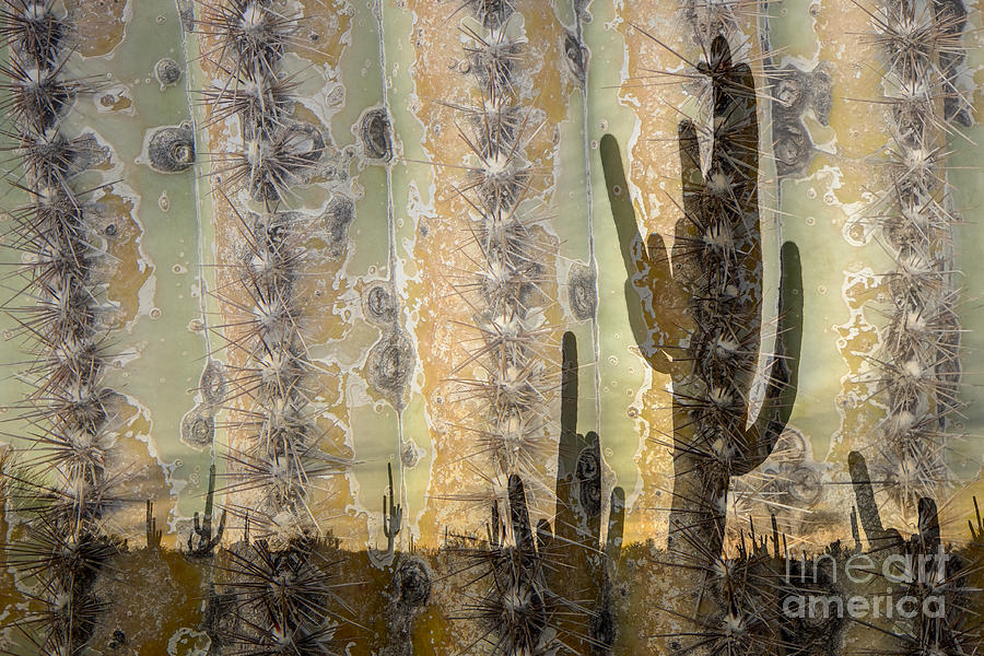 Saguaro Texture Photograph by Marianne Jensen