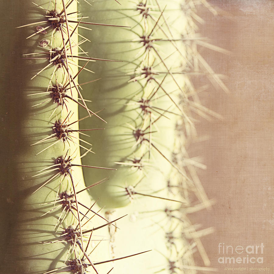 Saguaro U Photograph by Diane Enright
