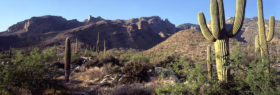 saguaro with morning light in Santa Catalina Mountains, Tucson, Arizona Photograph by Nancy Nehring