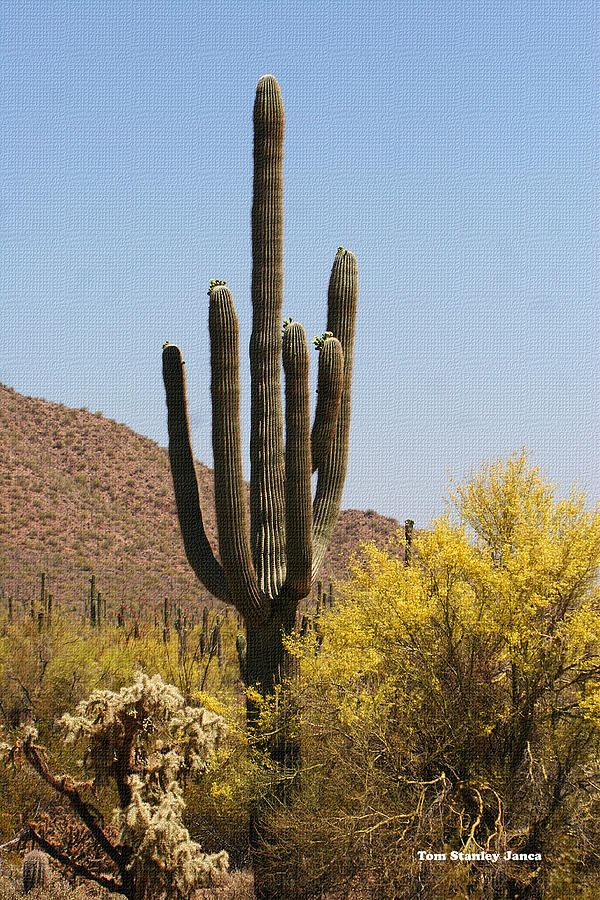 Saguaro With Palo Verde Tree And Cholla Photograph by Tom Janca