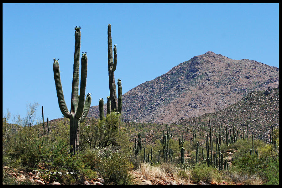 Saguaros And Mountain Photograph by Tom Janca