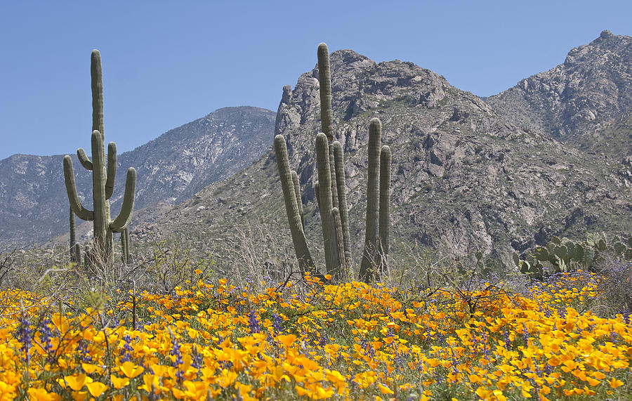 Saguaros and Poppies Photograph by Elvira Butler