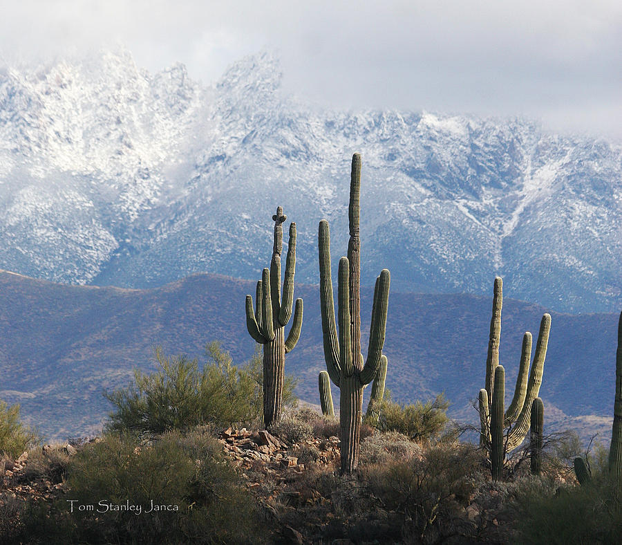 Saguaros And Snow At Four Peaks Photograph by Tom Janca