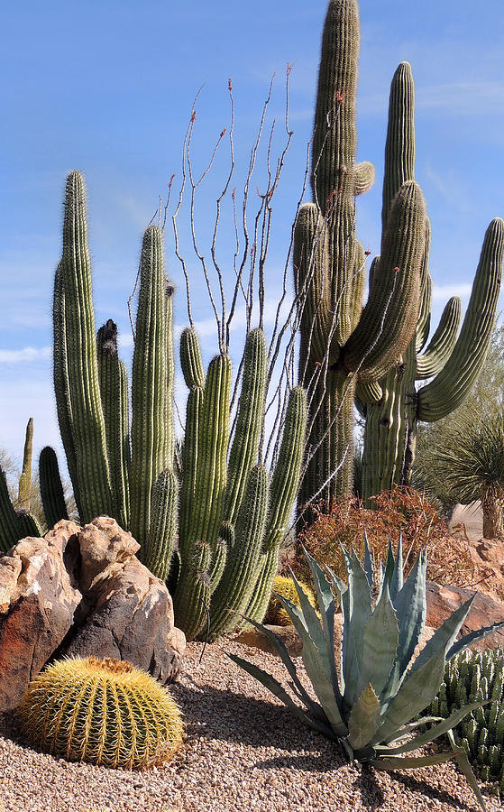 Saguaros and Such Photograph by Gordon Beck